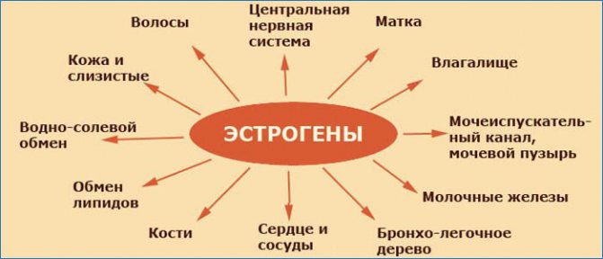 Как поднять эстроген у женщин естественными способами: мнение врачей, после 40-50 лет